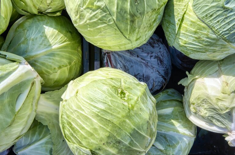 Weißkohl schneiden – frische Weißkohlköpfe am Marktstand